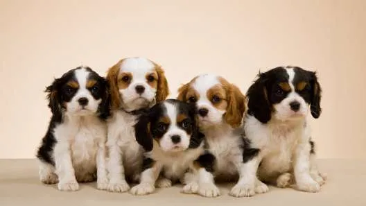 A charming Miniature Cavalier King Charles Spaniel puppy sitting attentively