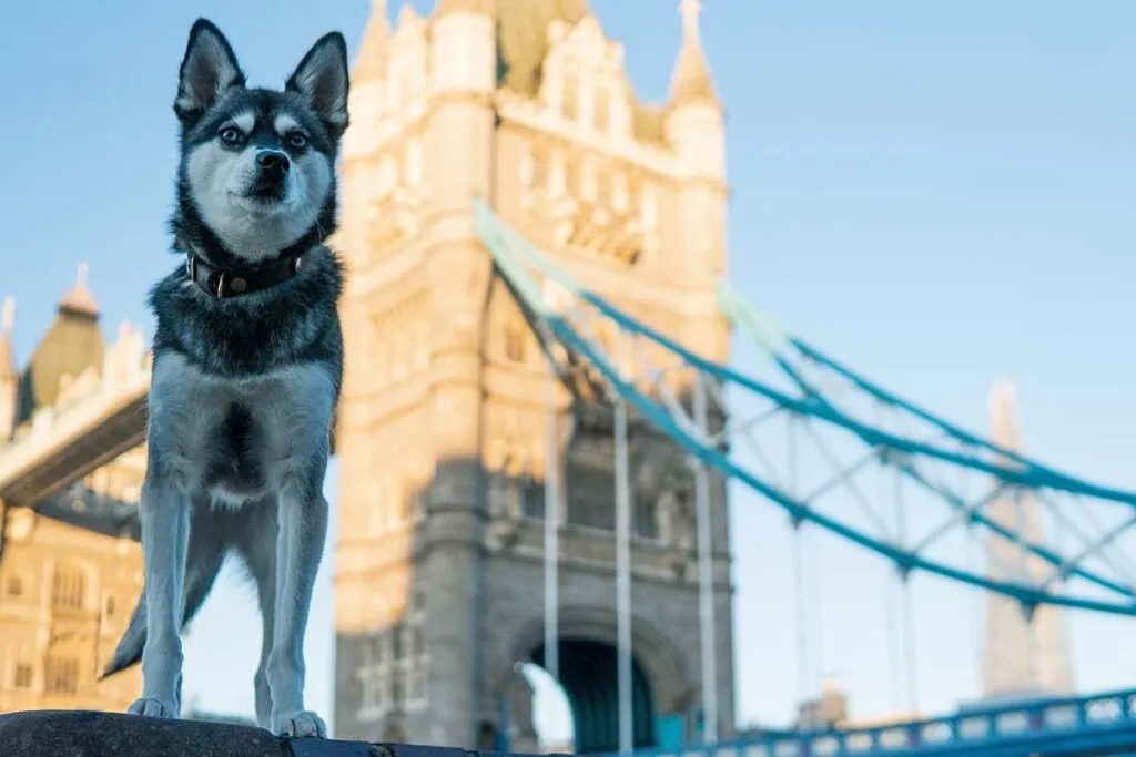 A charming Toy Alaskan Klee Kai puppy named Skye, embodying the joy of finding a reputable breeder for toy Klee Kai puppies for sale in the UK.