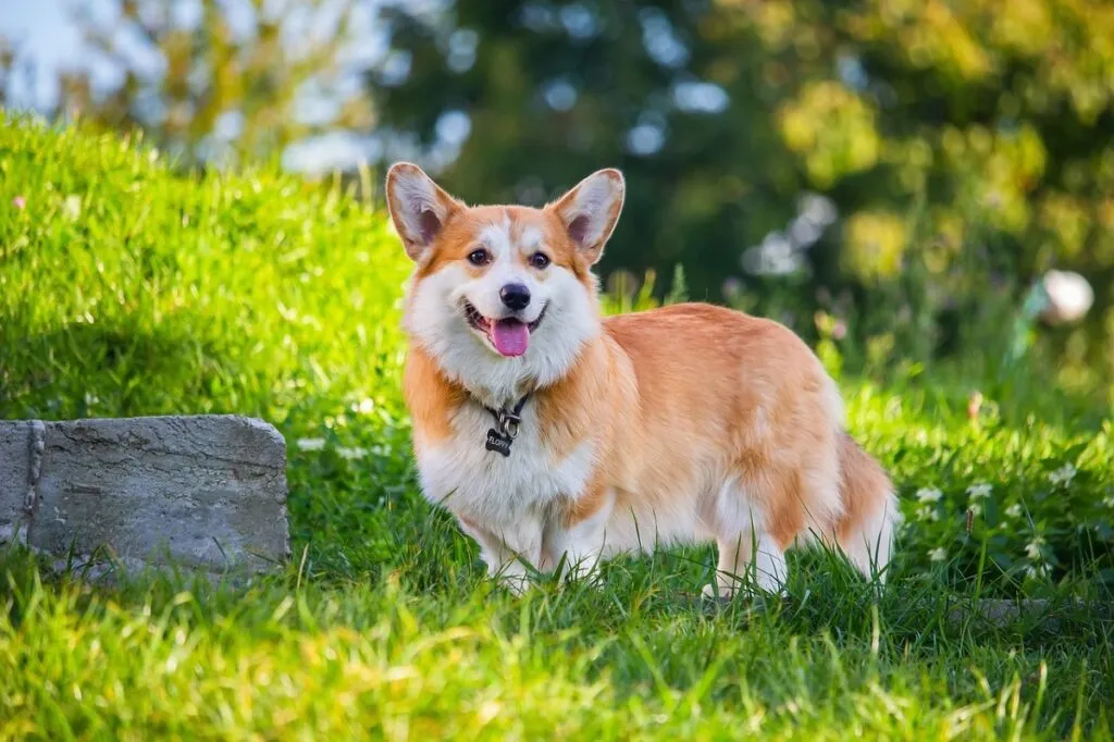 A cheerful Pembroke Welsh Corgi, a cute shepherd breed known for its distinctive smile and short stature, perfect for herding.