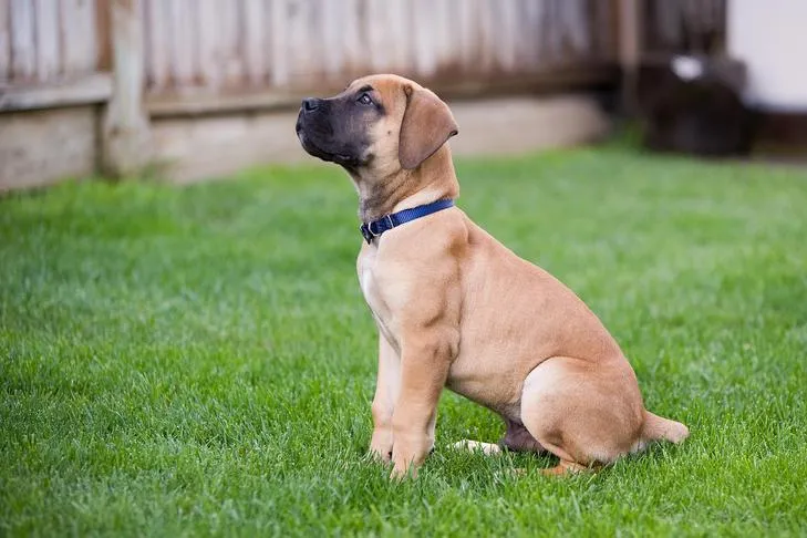 A cheerful young Boerboel puppy sitting patiently in a backyard, looking directly at the camera.