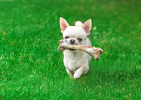A Chihuahua looking curiously at a plate of cooked chicken bones