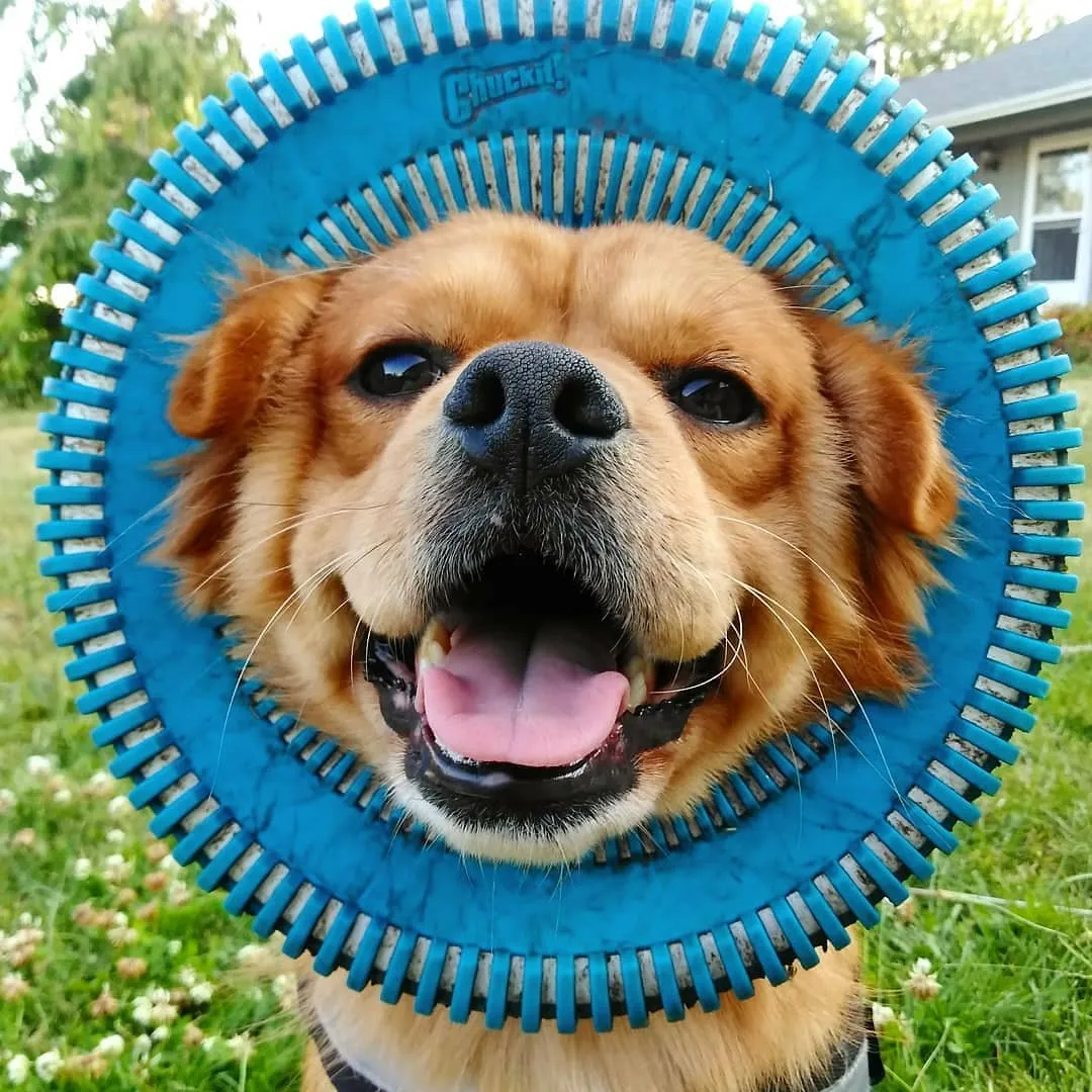 A Chuckit! Rugged Flyer dog toy in blue and orange, designed for durable high-flying outdoor play and easy grip.