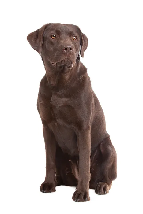 A classic Labrador Retriever, a versatile and eager flushing-retrieving dog, ready for a pheasant hunt.