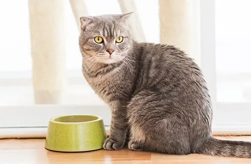 A clean litter box with a cat nearby