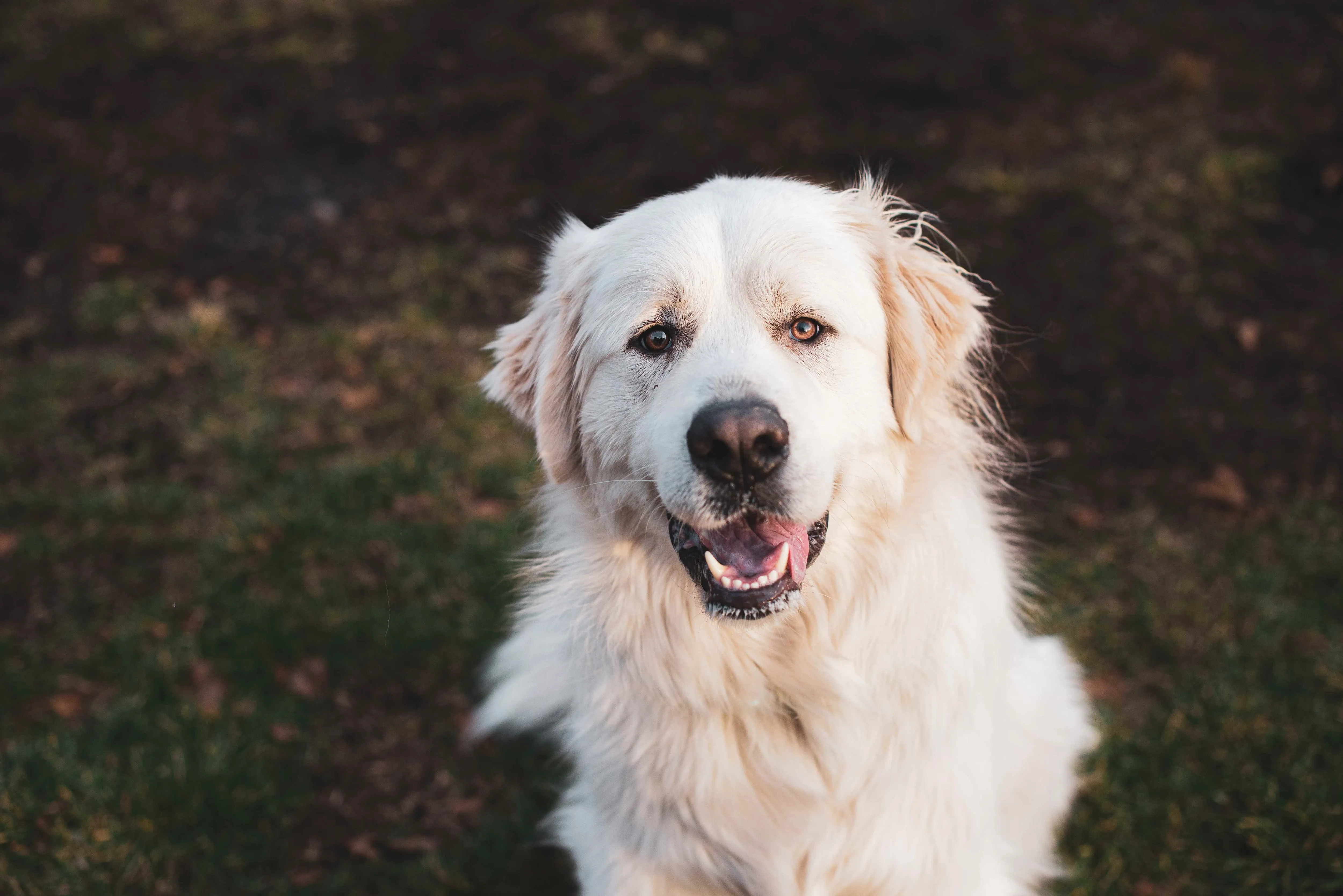 A close-up captures the serene face of a big white Great Pyrenees dog, highlighting its majestic and calm demeanor.