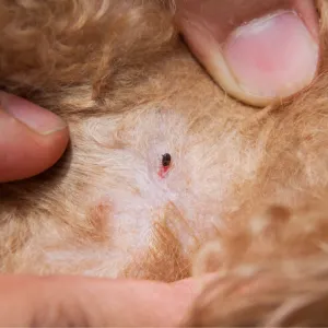 A close-up image of a flea on a dog's skin.