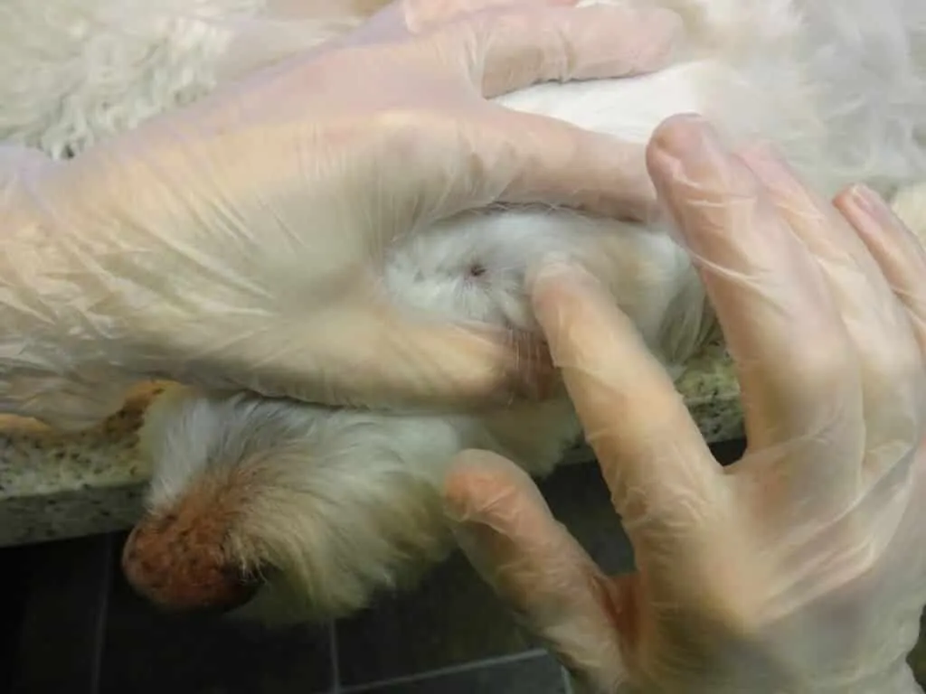A close-up image of a tick on a dog's face, highlighting the need for careful inspection.