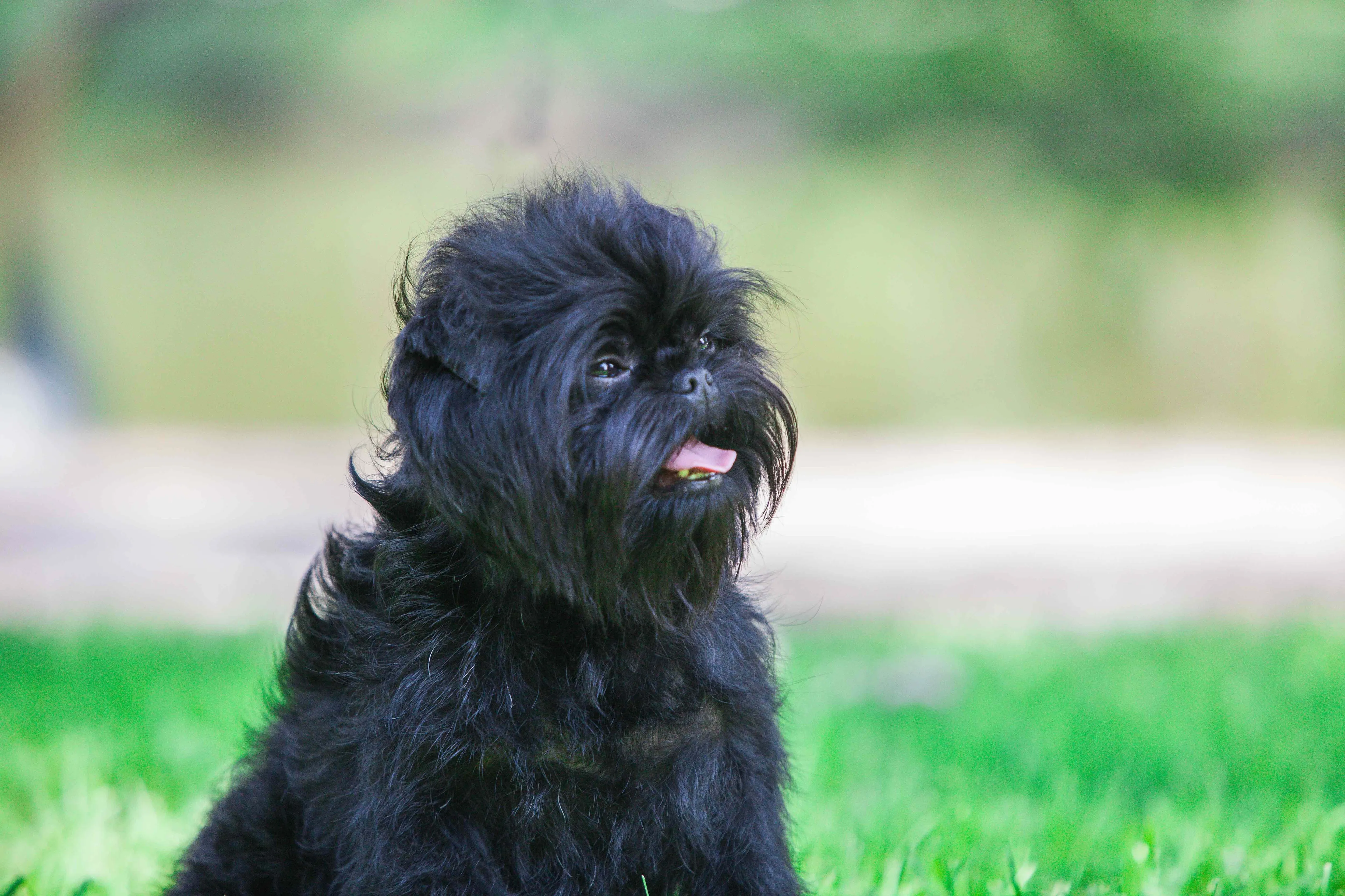 A close-up of a black Affenpinscher dog with a distinctive monkey-like face