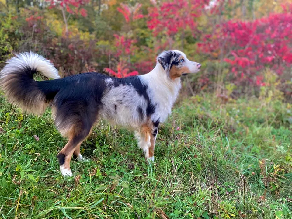 A close-up of a blue merle Miniature Australian Shepherd puppy's face, highlighting its striking blue eyes and developing coat markings.