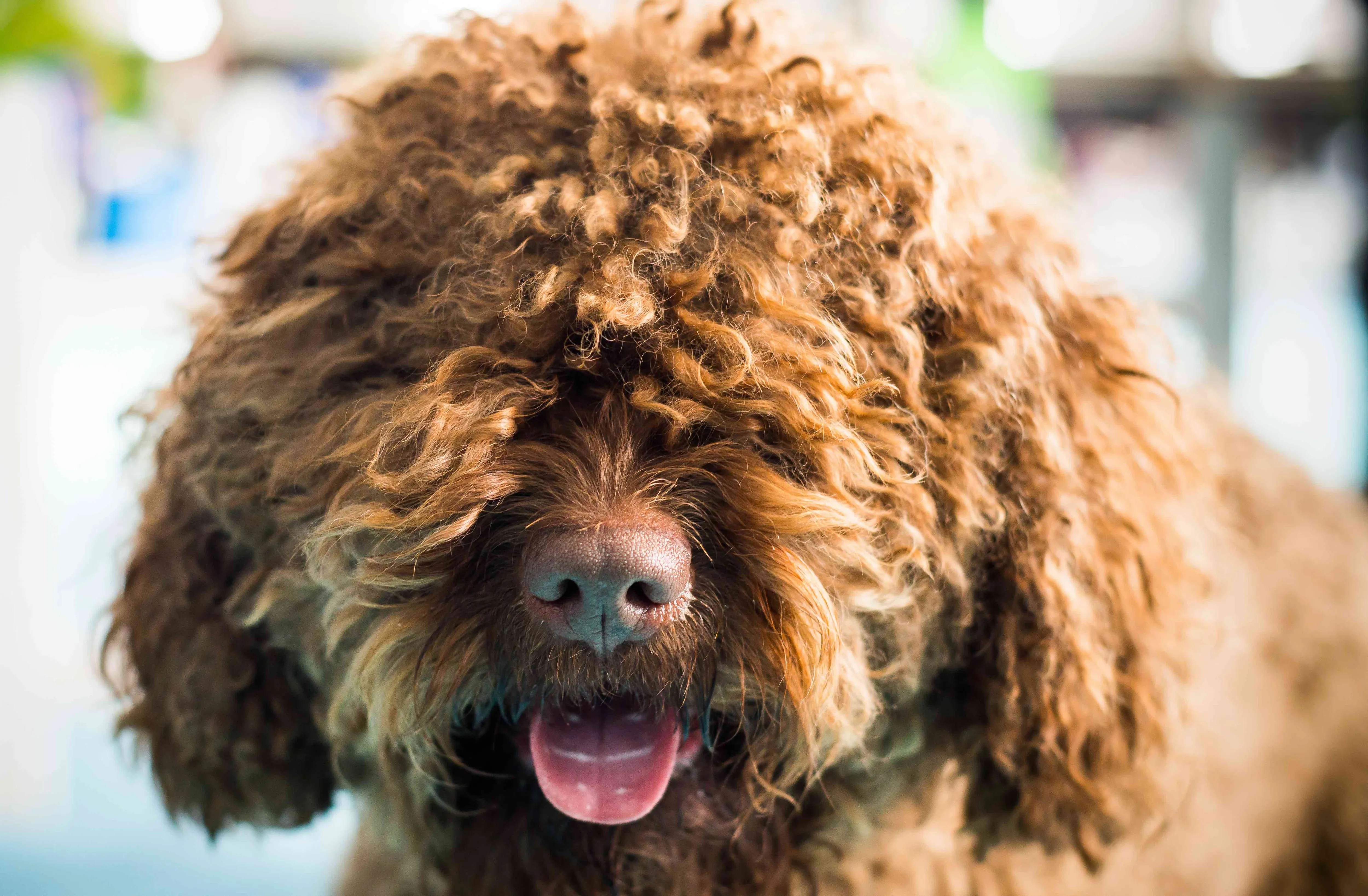 A close-up of a curly red Barbet dog's face, highlighting its characteristic hairy chin.