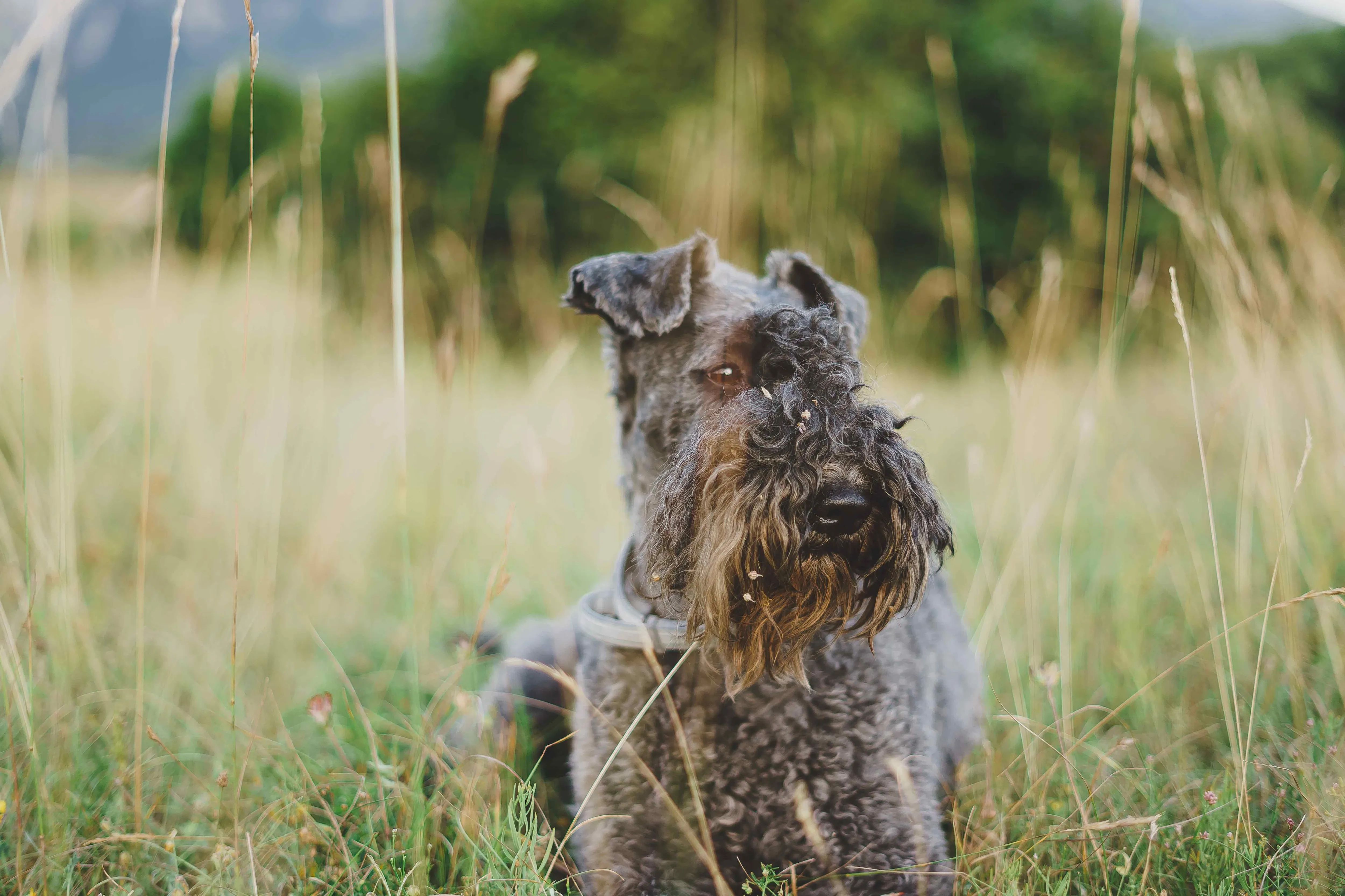 A close-up of a distinguished Kerry Blue Terrier with a prominent beard, resting in a field and displaying its unique blue-gray coat.