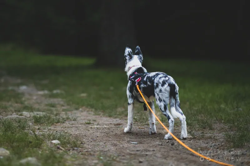 A close-up of a dog's harness with a long dragline attached