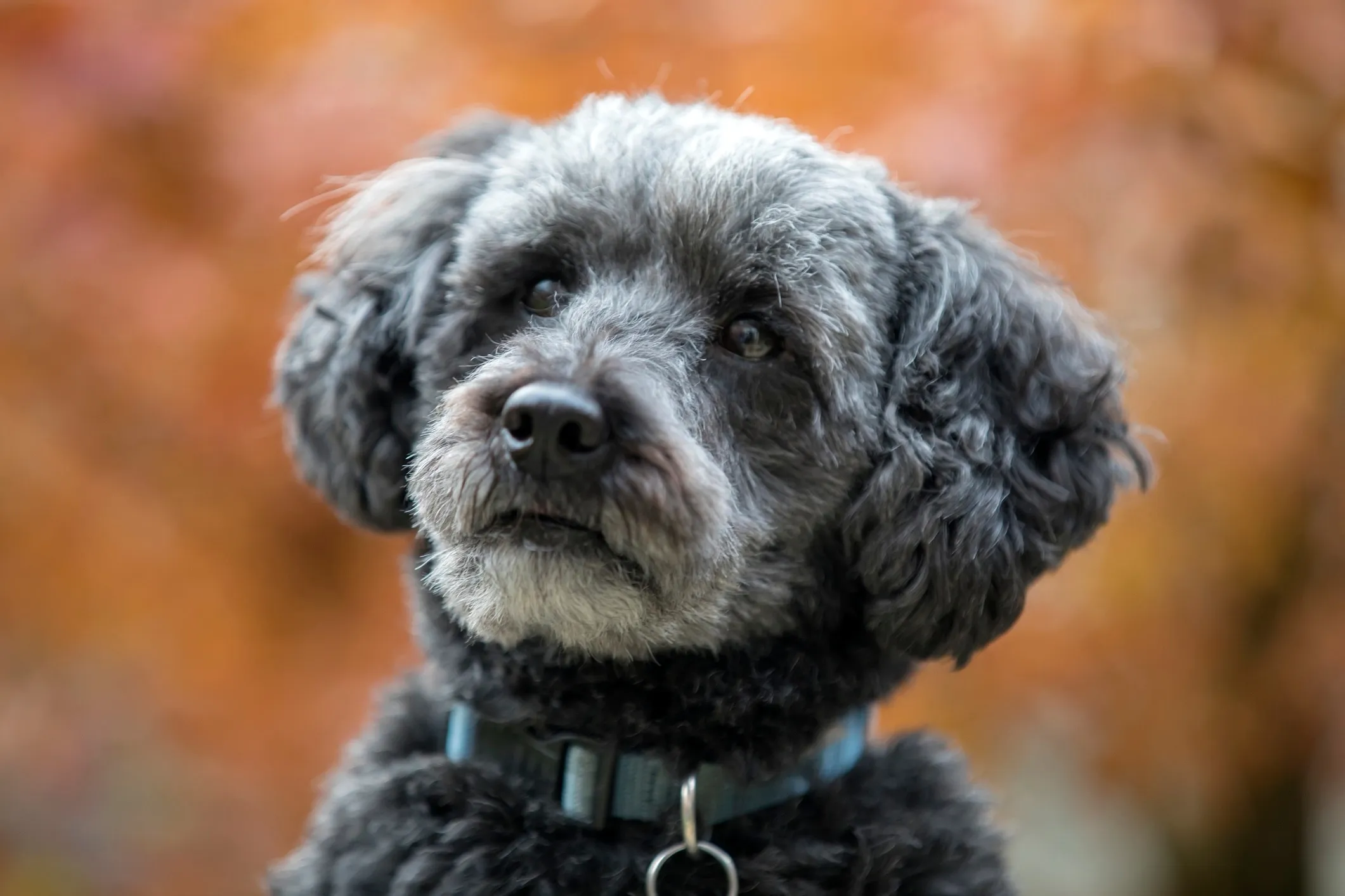 A close-up of a gray Schnoodle with a curly or wavy coat
