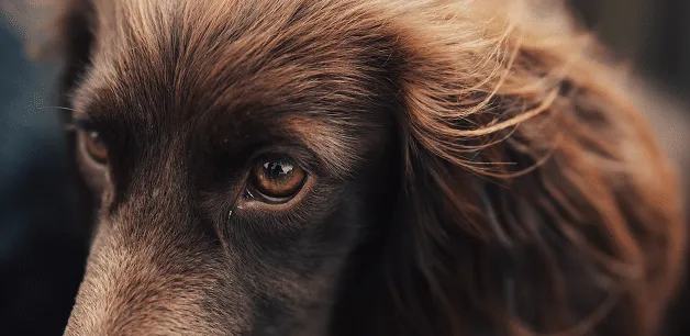 A close-up of a healthy, well-groomed working Cocker Spaniel