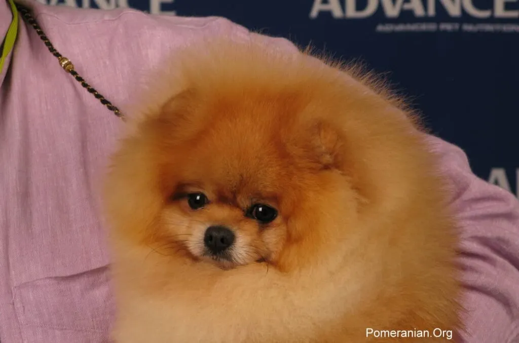 A close-up of a Pomeranian's face, highlighting its fluffy fur and rounded muzzle.