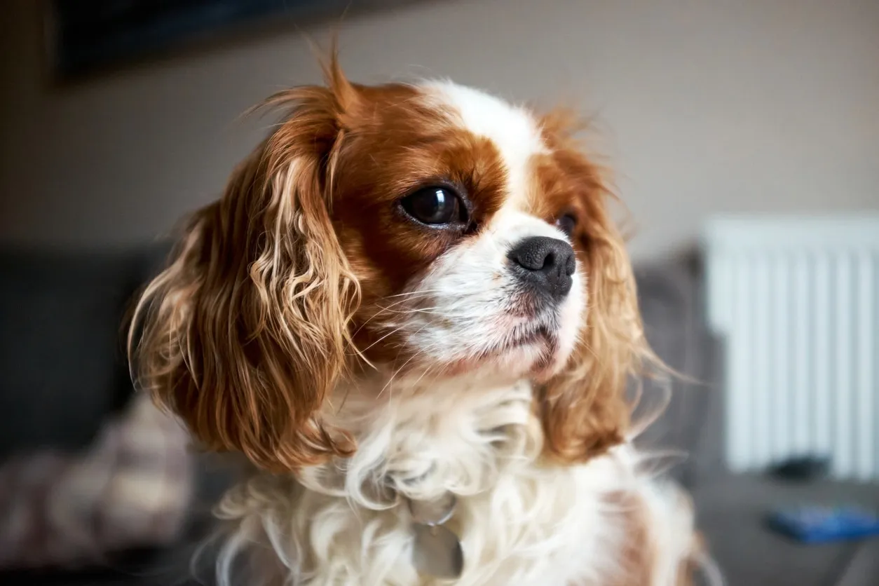 A close-up of a sweet-faced, brown and white Cavalier King Charles Spaniel looking with gentle eyes.