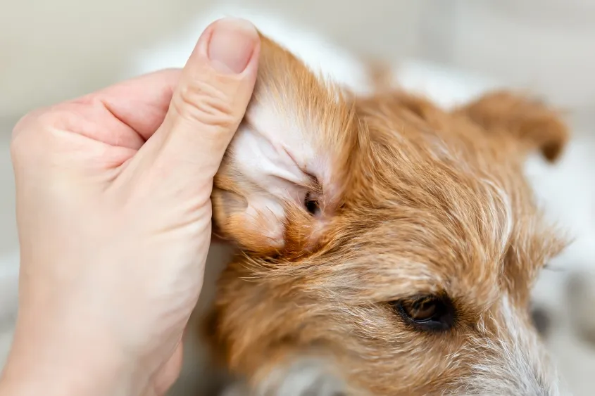 A close-up of a veterinarian gently cleaning a dog's ear with a cotton ball.