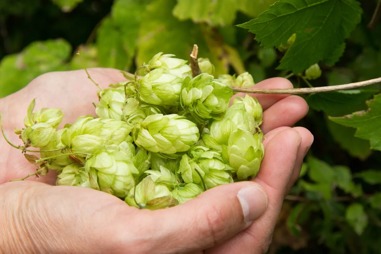A close-up of green hops.