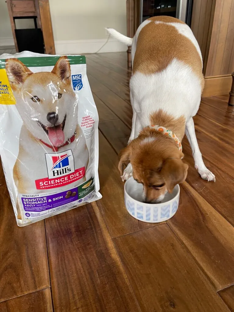A close-up of Tulip enjoying a bite of Hill's Science Diet Sensitive Stomach &amp; Skin kibble.