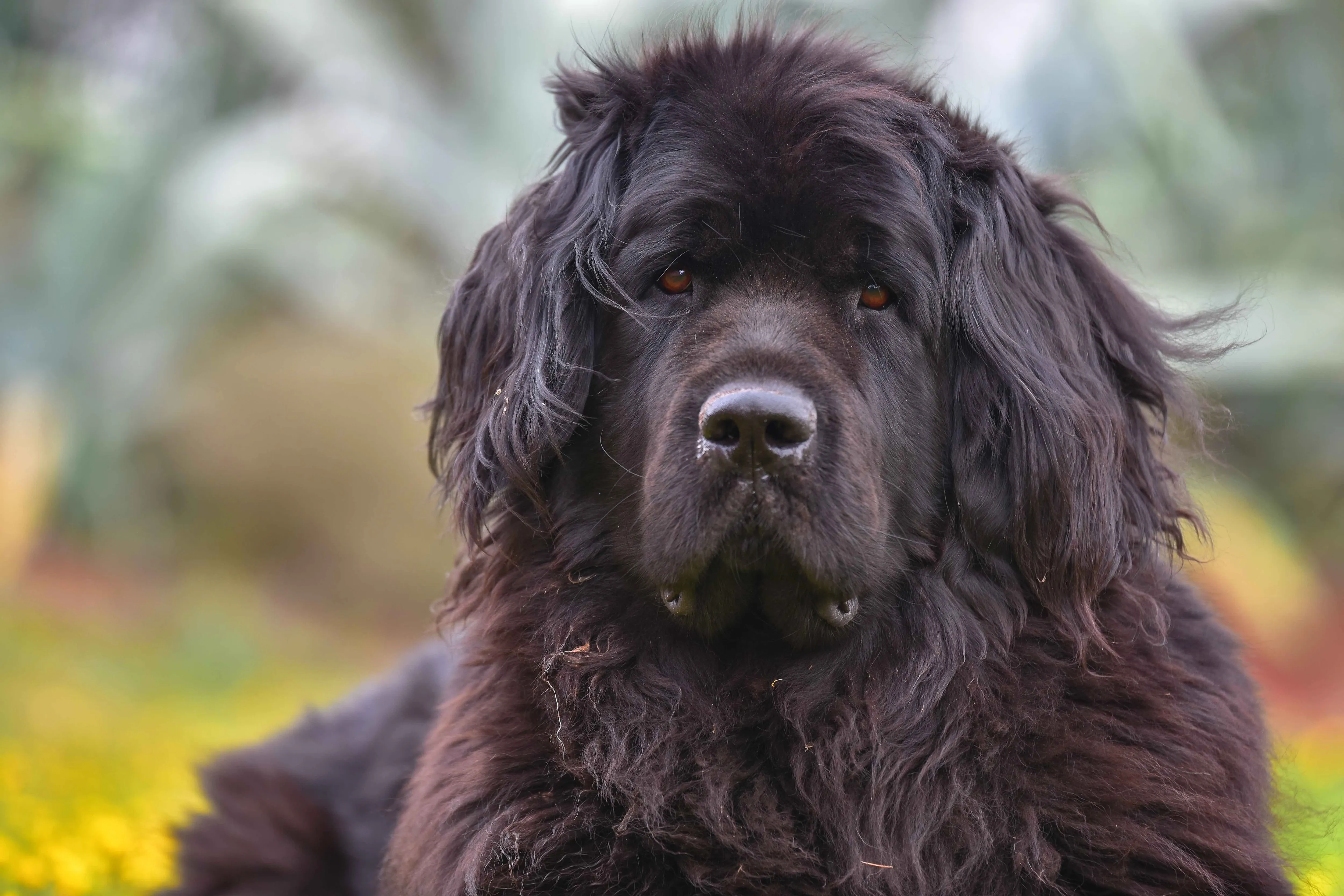 A close-up portrait of a majestic black Newfoundland dog staring calmly at the camera, exuding a gentle and friendly demeanor.