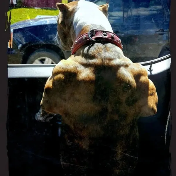 A close-up portrait of a pit bull dog with a muscular build.
