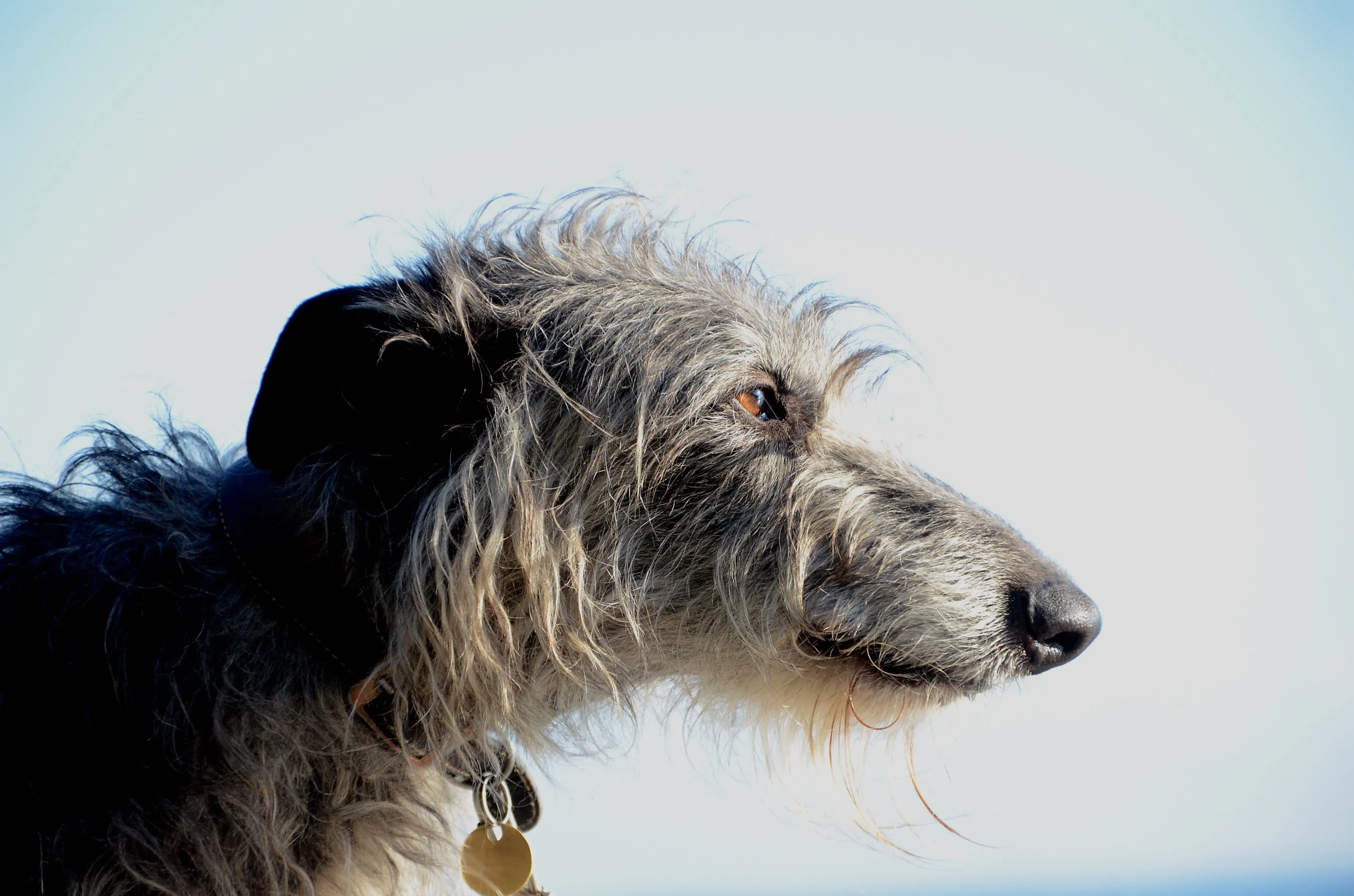 A close-up portrait of a Scottish Deerhound's head, showing its distinctive shaggy fur and noble profile.
