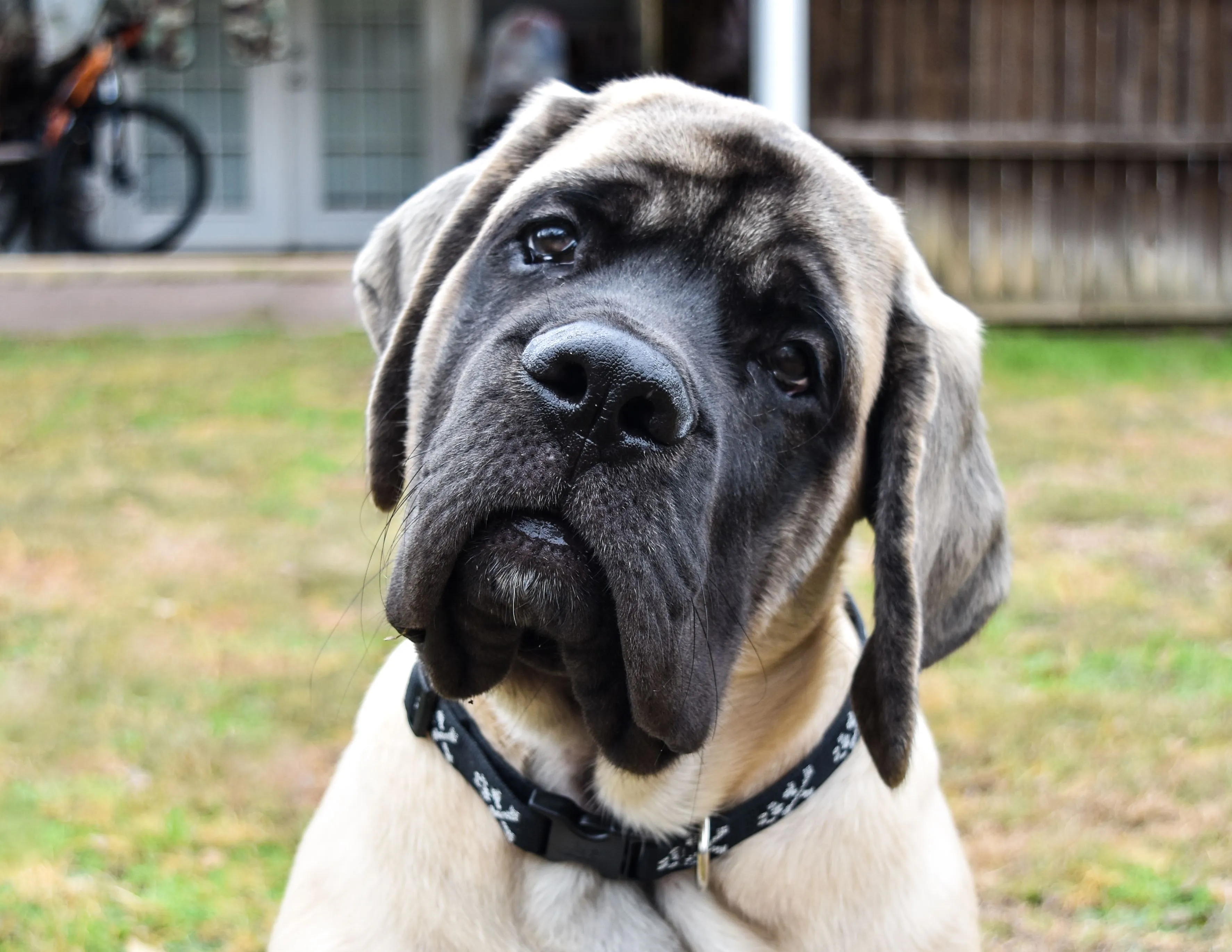 A close-up portrait of an English Mastiff reveals its gentle eyes and strong, wrinkled face, characteristic of one of the largest dog breeds.