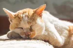 A close-up shot of a senior cat with white fur and tabby markings, looking directly at the camera with soft, expressive eyes.