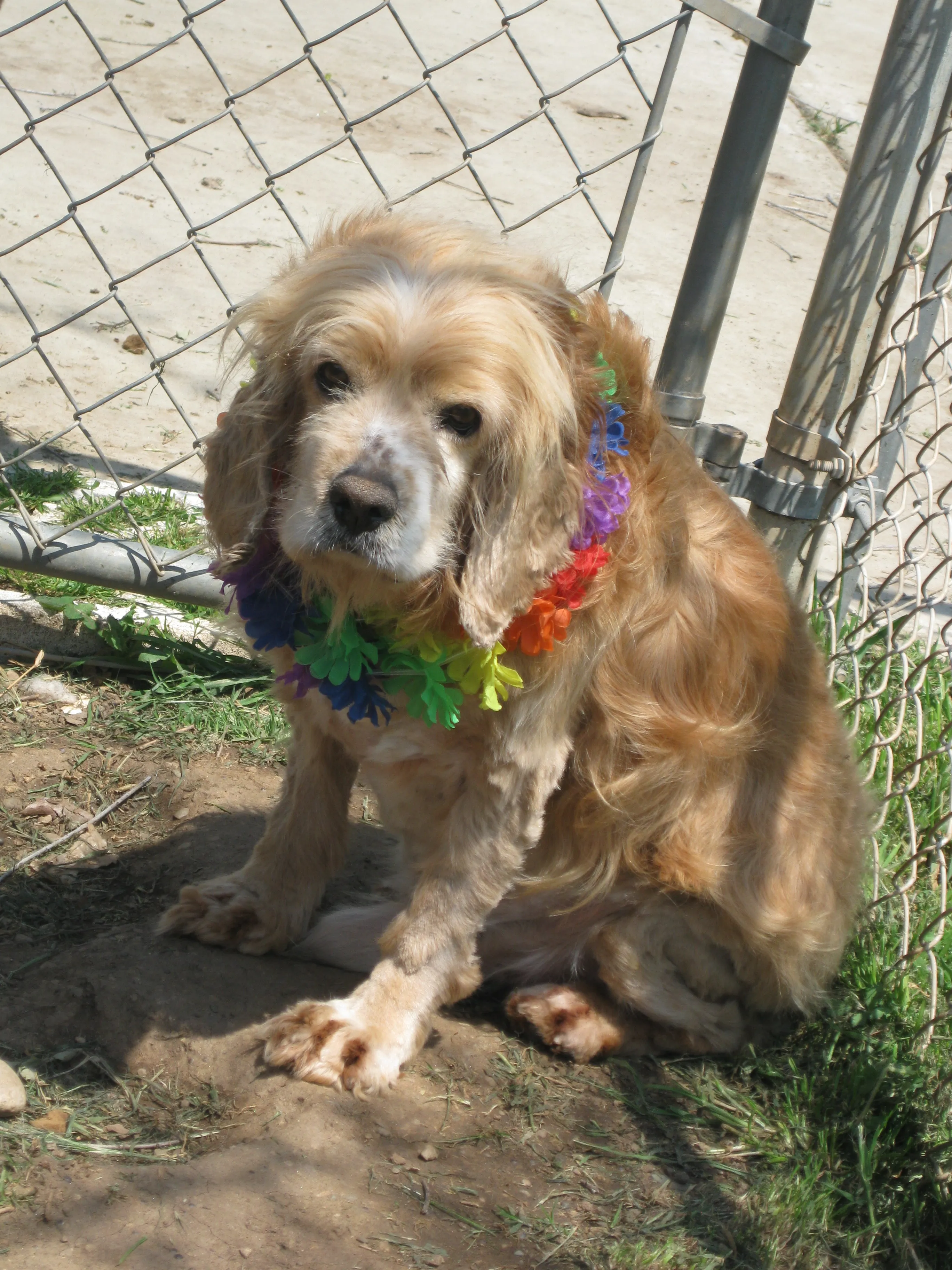 A Cocker Spaniel with floppy ears resting on the grass