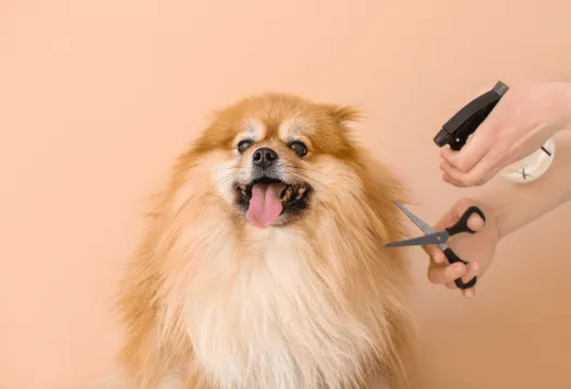 A collection of dog essentials: a comfy bed, food bowls, leash, and grooming tools