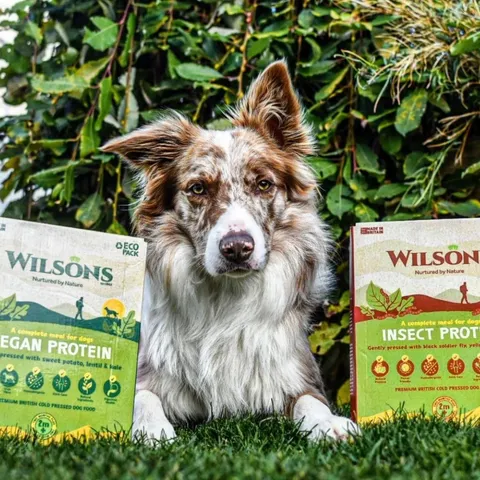 A Collie next to a bowl of insect protein dog food, a hypoallergenic option for dogs with allergies