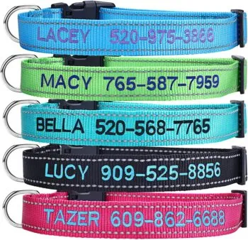 A comfortable and durable collar for a Shih Tzu puppy