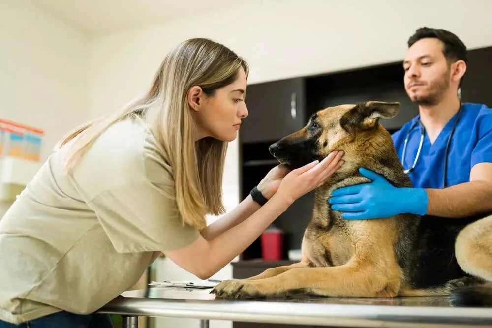 A concerned-looking German Shepherd puppy