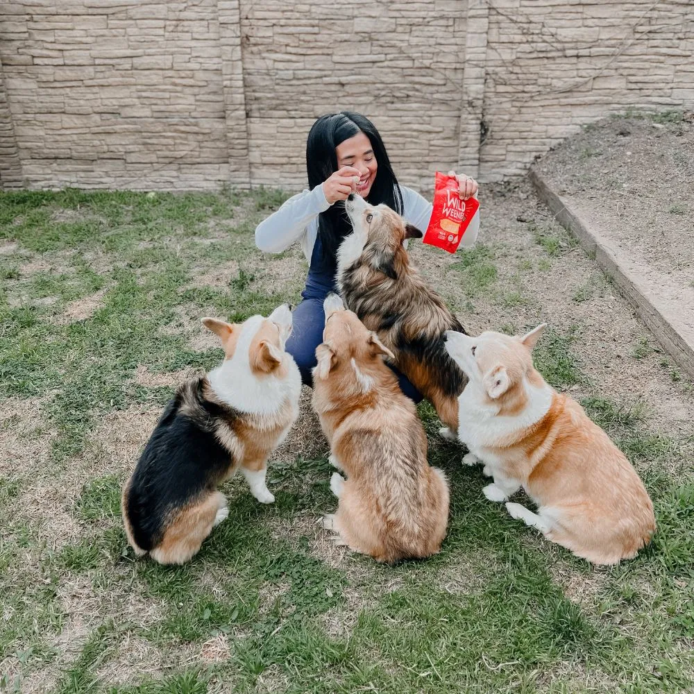 A corgi being trained with freeze-dried raw food.