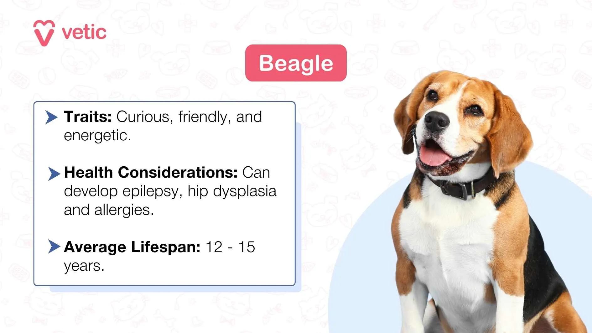A curious Beagle dog with its distinctive tri-color coat and floppy ears, with a brown abstract shape overlaying its face, against a light blue background.