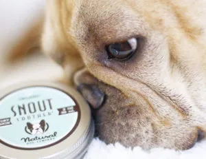 A curious French Bulldog sniffing a tin of Snout Soother balm, demonstrating how to apply topical treatments for a dry or cracked dog nose.