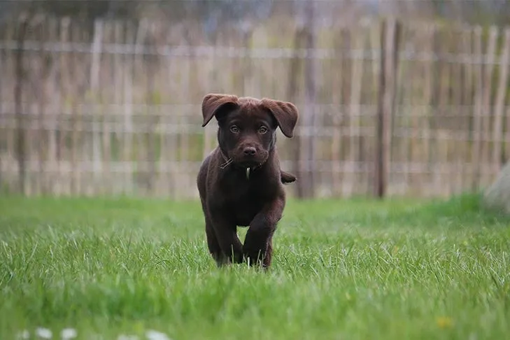 A curious Labrador puppy looking up expectantly