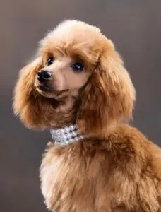 A curious red toy poodle puppy, ready to find its forever home, symbolizing our commitment to health and microchipping for all fox red toy poodle for sale.