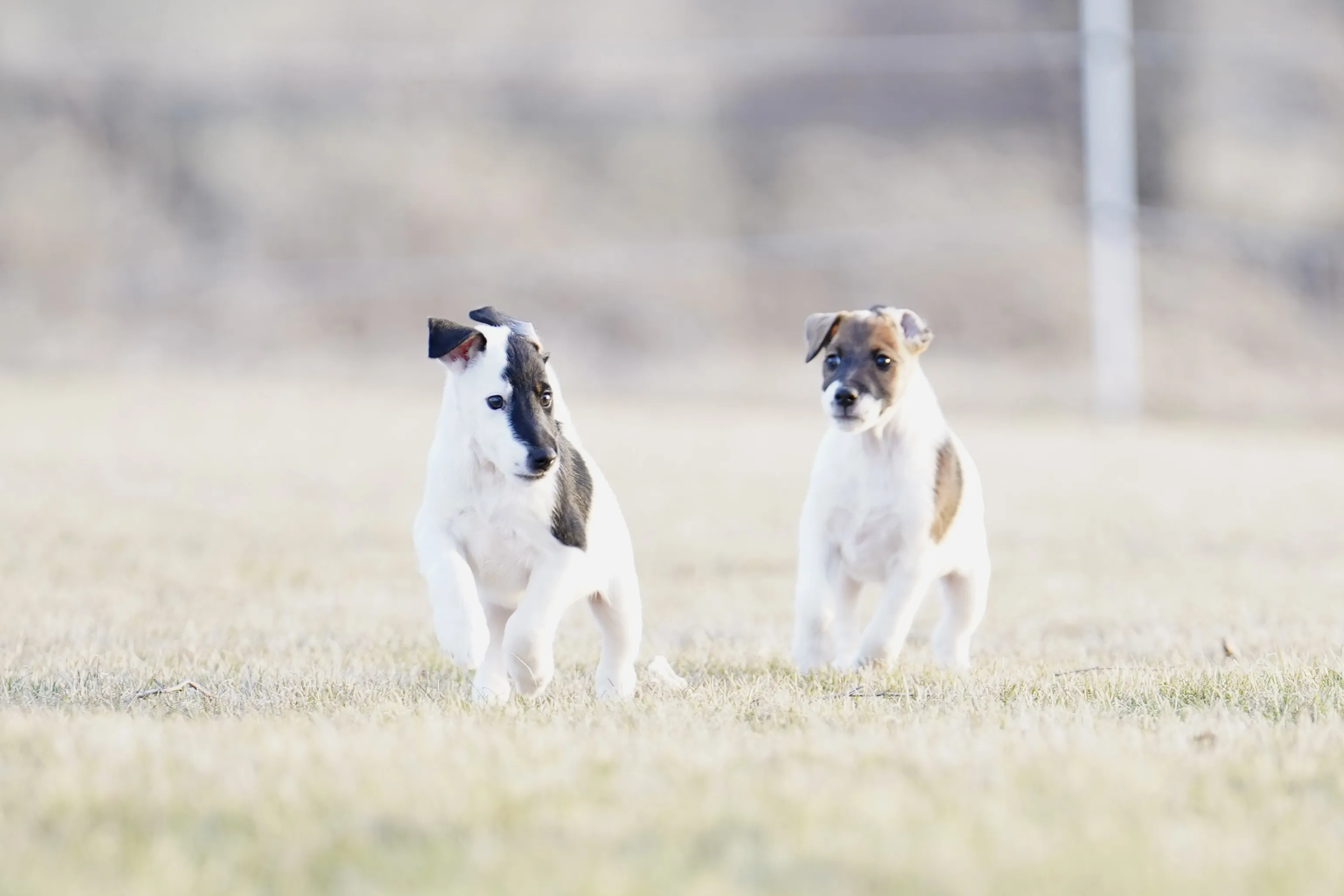 A curious Smooth Fox Terrier puppy exploring, a common sight when looking for puppies.