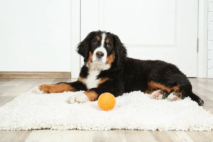 A cute, funny dog lies on a rug near a door at home.