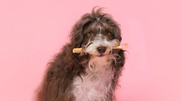 A cute grey and white dog tolerating a toothbrush, highlighting the importance of regular brushing for dog tartar prevention.