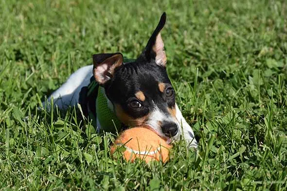 A cute Teddy Roosevelt Terrier puppy happily chewing on a red rubber ball in green grass, demonstrating appropriate puppy chewing behavior.