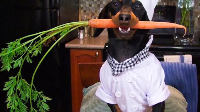 A dachshund