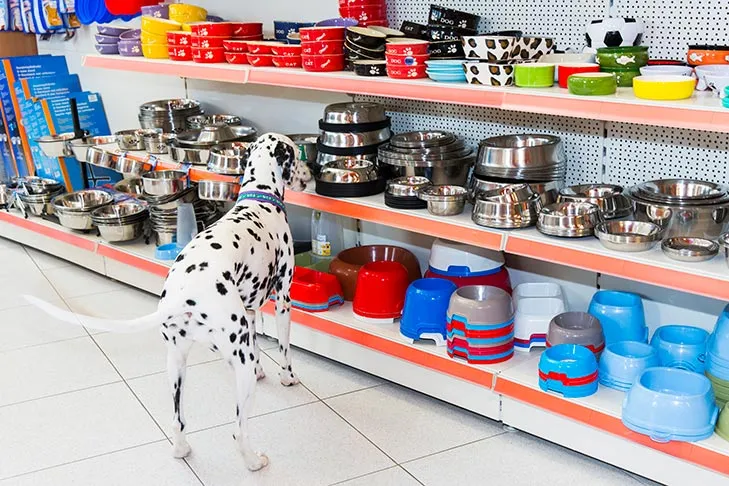 A Dalmatian dog choosing a new bowl from a selection.
