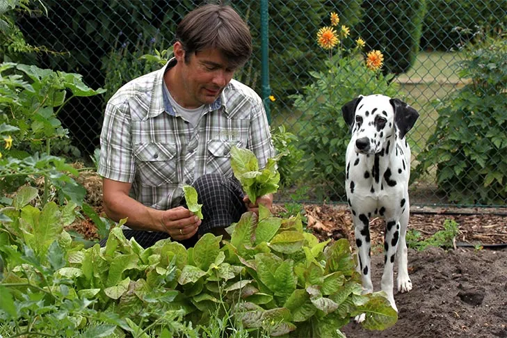 A Dalmatian looking at a garden where someone is picking leaves.
