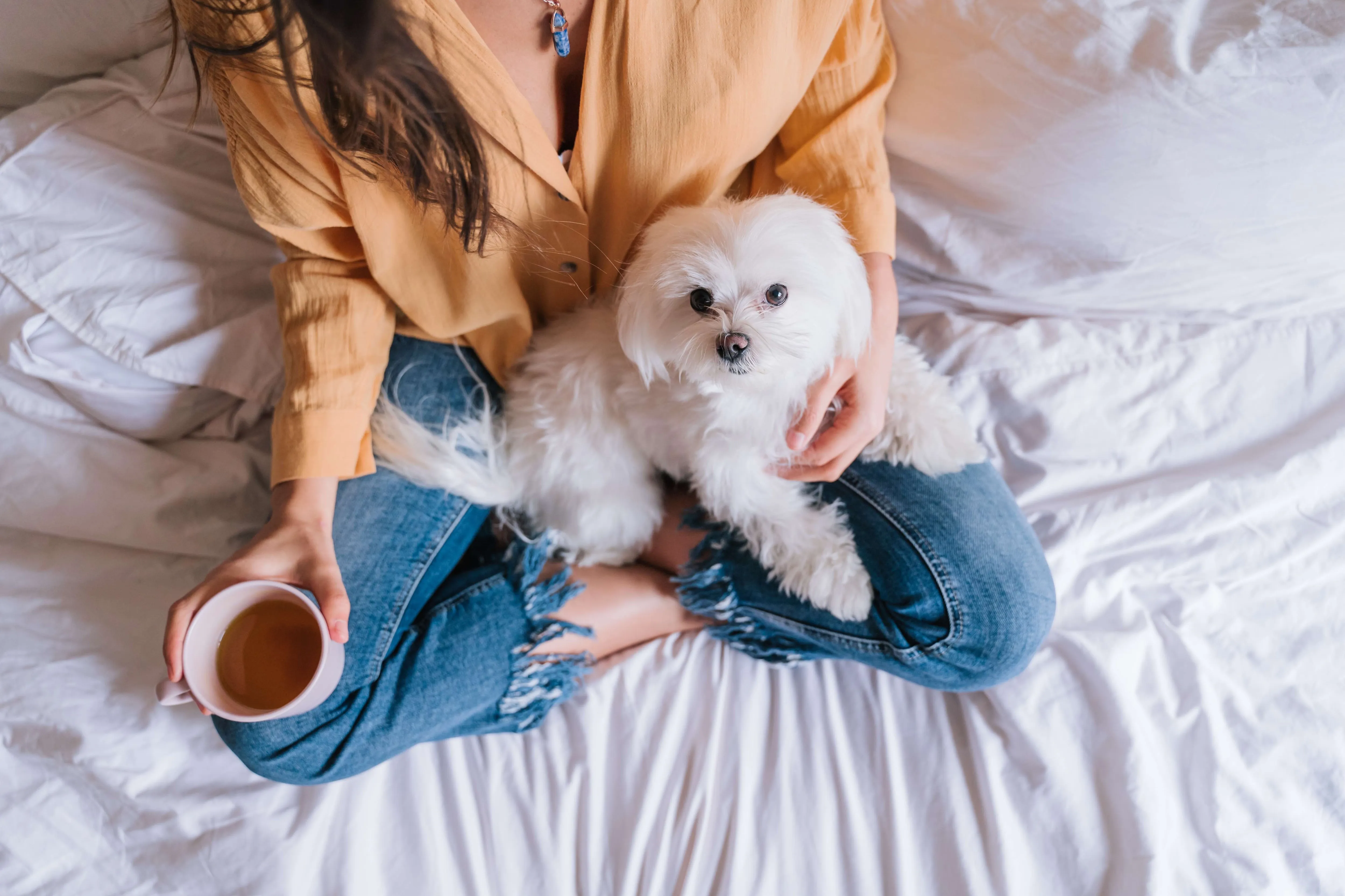 A delicate white Maltese dog being held by a woman on a bed