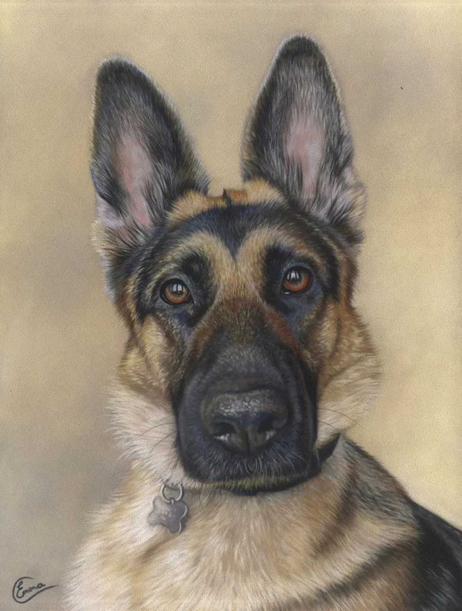 A detailed close-up of a German Shepherd's face, showcasing its alert eyes and expressive features.