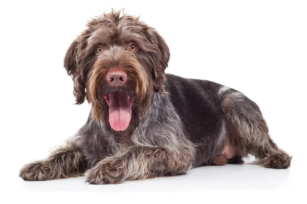 A Deutsch Drahthaar (German Wirehaired Pointer) showcasing its distinctive beard and rugged coat, a highly efficient pheasant hunting dog.
