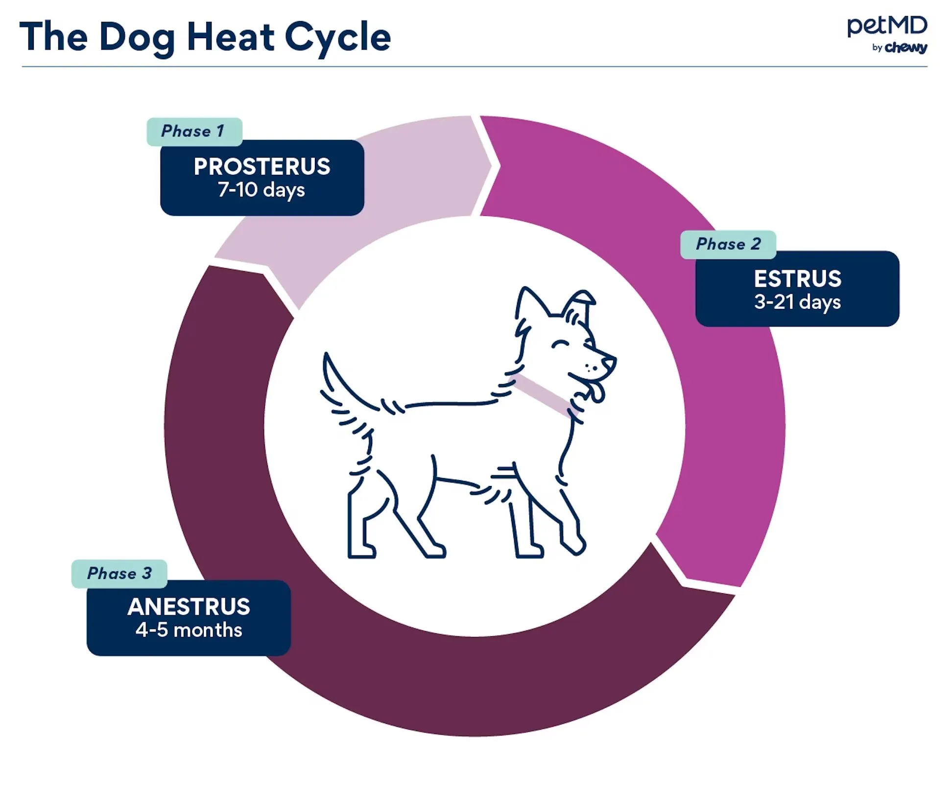 A diagram illustrating the phases of a dog's heat cycle