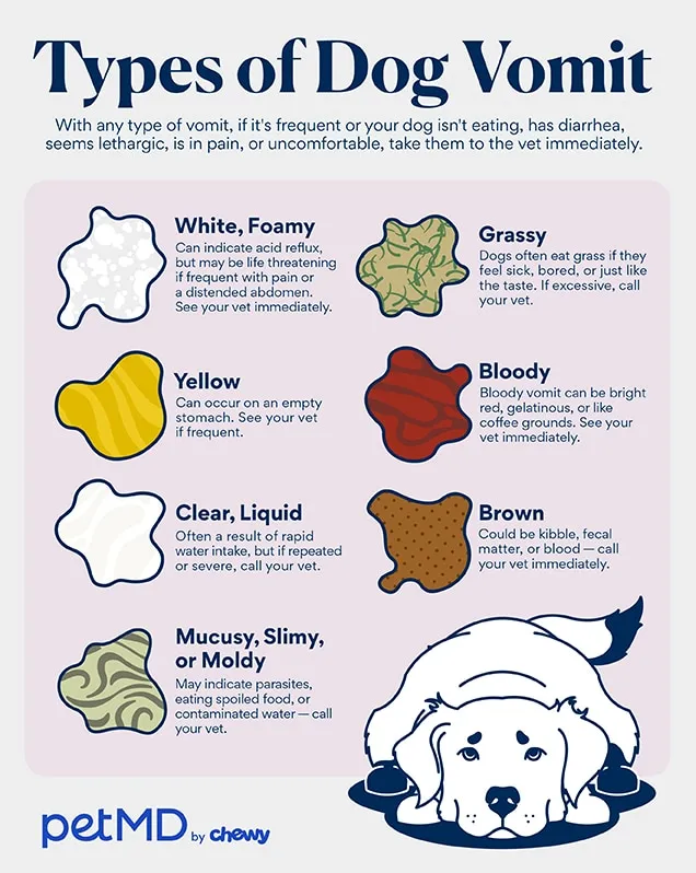 A diagram illustrating the process of vomiting in dogs.